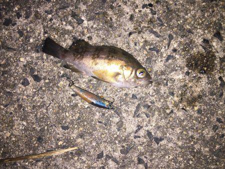 今日も極小・・・